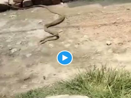 Viral video of revange! The woman threw the slipper, the snake ran away with it | बदल्याचा कडक Video! महिलेने चप्पल फेकून मारली, साप ती घेऊन पळाला; एकदा पहाच...