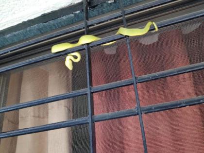 green bamboo pit viper snake on the window of a house | मखमलाबादरोड : घराच्या खिडकीवर विषारी सर्प आश्रयाला येतो तेव्हा....