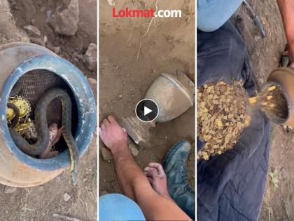 Man found hidden treasure gold coin with snake and frog shocking video | VIDEO : व्यक्तीला सापडलं जमिनीखाली गाडलेलं मडकं, उघडताच बाहेर आला साप आणि बेडूक...