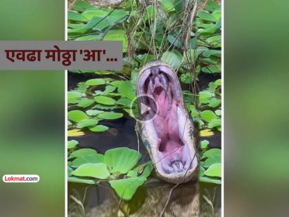 Viral Video Have you ever seen a giant python yawn The sight will shock you snake yawn video goes viral | Viral Video: महाकाय अजगराला जांभई देताना कधी पाहिलंय का? दृश्य पाहून तुम्हालाही भरेल धडकी... Viral Video Have you ever seen a giant python yawn The sight will shock you snake yawn video goes viral | Viral Video: महाकाय अजगराला जांभई देताना कधी पाहिलंय का? दृश्य पाहून तुम्हालाही भरेल धडकी...