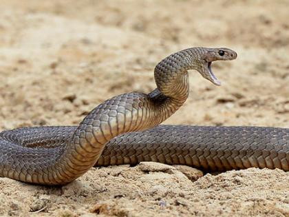  Death of a serpent by the snake in the Chas Shivar | चास शिवारात सर्पदंशाने तरूणाचा मृत्यू