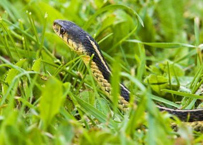 nalanda person said to snake how dare you bite me and poisonous krait chewed raw know what happened | बापरे बाप! 'तुझी हिंमत कशी झाली मला चावण्याची?' असं म्हणत 'त्याने' चावून चावून मारला साप अन्... 