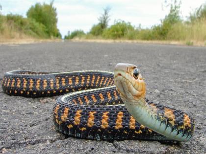   "How dare you stop me", the drunken man threatened the snake-SRJ | "तुझी हिंमत कशी झाली मला रोखण्याची", नशेत धुंद व्यक्तीने सापालाच दिली धमकी अन् झालं असं काही