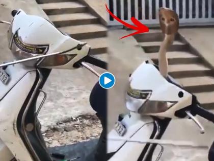 Video: Poisonous cobra hidden in Scooty, telangana video goes viral | Video: स्कूटीमध्ये लपला विषारी कोब्रा, पकडण्यासाठी सर्पमित्राने लढवली अनोखी शक्कल