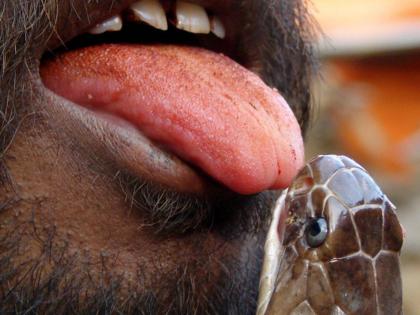 intoxication from Snake bite on the tongue 5 thousand rupees per byte for 2 to 3 days | अशीही नशा.. जिभेवर सापाचा चावा; एका बाइटला ५ हजार, २ ते ३ दिवसांपर्यंत झिंग