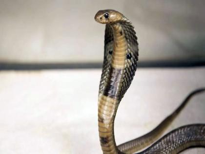 279 people were bitten by snakes in five months in East Vidarbha | अबब...पूर्व विदर्भात पाच महिन्यात २७९ लोकांना सर्पदंश