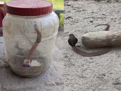 Bihar News: Snakes wreak havoc in Shravan, 60 snakes came out of a single house; atmosphere of fear in the village | श्रावणात सापांचा कहर, एकाच घरातून निघाले 60 विषारी नाग; गावात भीतीचे वातावरण Bihar News: Snakes wreak havoc in Shravan, 60 snakes came out of a single house; atmosphere of fear in the village | श्रावणात सापांचा कहर, एकाच घरातून निघाले 60 विषारी नाग; गावात भीतीचे वातावरण