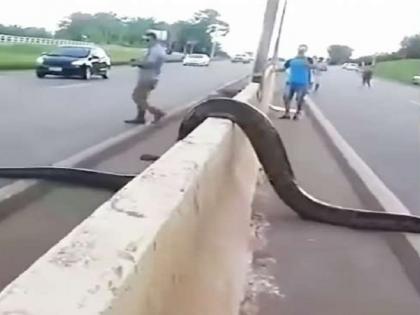 huge anaconda on the street, you will shocked watching this | रस्त्यावर फिरताना दिसला अजस्त्र अॅनाकोंडा, पाहून तुमचाही उडेल थरकाप