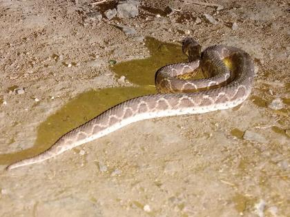 Furous snake found in Mangrilpar | मंगरुळपीरमध्ये आढळला फुरसे जातीचा सर्प