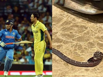 former Australian cricketer Mitchell Johnson on finding snake in hotel room, 'Anyone know what type this is?'  | ऑस्ट्रेलियन खेळाडूच्या हॉटेल रुममध्ये आढळला साप! फोटो पोस्ट करून विचारला सवाल...