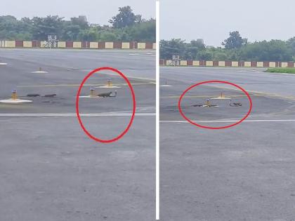 Snake vs Mongoose Fight Three mongooses clash with cobras at the airport | विमानतळावर तीन मुंगूस कोब्राशी भिडले; थरारक व्हिडिओ सोशल मीडियावर व्हायरल...