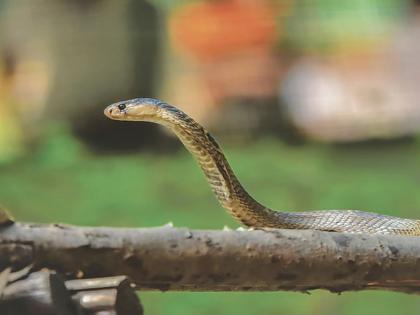 In five months, 1103 people were bitten by snakes in Amravati, two died | अमरावतीत पाच महिन्यांत ११०३ नागरिकांना सर्पदंश, दोघांचा मृत्यू