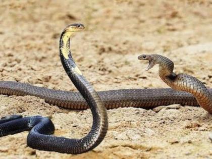 Even in the scientific age, there is a lot of superstition about snakes! | वैज्ञानिक युगातही सर्पाबद्दल अंधश्रद्धाच फार!