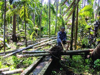 32 per cent irrigated area affected by storm; Damage to 794 hectare area in Murud | वादळामुळे ३२ टक्के बागायत क्षेत्र बाधित; मुरूडमध्ये ७९४ हेक्टर क्षेत्राचे नुकसान