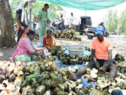 The sweetness of healthy tadgole has become expensive this year; 100 rupees only 8 tadgola | आरोग्यदायी ताडगोळ्यांचा गोडवा यंदा महागला; १०० रुपयाला केवळ ८ ताडगोळे