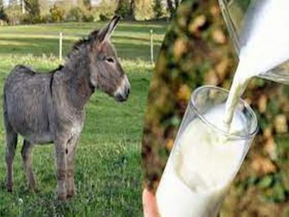 Donkey milk Rs 1350 per litre; Claimed by Union Animal Husbandry Minister Rupala | अबब...गाढविणीचे दूध १३५० रुपये लीटर; केंद्रीय पशुसंवर्धन मंत्री रुपाला यांचा दावा