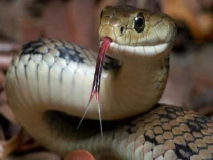 Unique tradition father gives poisonous snakes to his son in law in dowry | इथे नवरदेवाला हुंड्यात मिळतात २१ विषारी साप, त्याशिवाय होत नाही लग्न