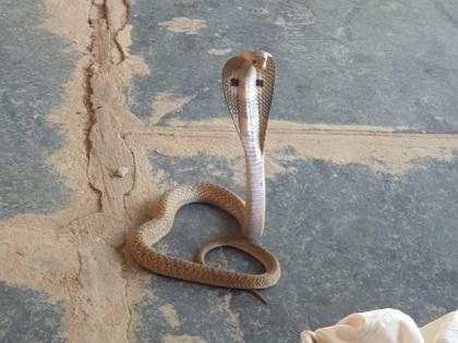 CoronaVirus Lockdown: When a snake enters a quarantine room | CoronaVirus Lockdown : क्वारन्टाईन खोलीत नाग घुसतो तेव्हा