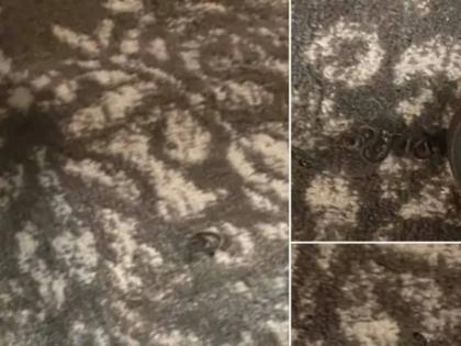 Woman finds 18 snakes under her bed posts photos on facebook | महिलेला बेडखाली जाणवली हालचाल, पाहिलं तर एक-दोन नव्हे, तर तब्बल १८ साप; वाचा पुढे काय घडलं