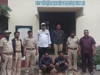 Antelope hunting; Seized 5 live cartridges with gun | काळविटाची गोळ्या घालून शिकार; बंदुकीसह 5 जिवंत काडतुसे जप्त