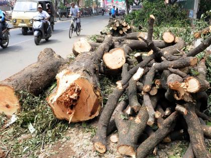 'Dangerous' trees were slaughtered; But did the accidents stop? | ‘धोकादायक’ वृक्षांची कत्तल झाली; पण अपघात थांबले का?