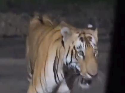 The sighting of a striped tiger in the quarry area of Umred has created an atmosphere of fear in the area. | उमरेड खदान परिसरात ‘शेरखान’चे जवळून दर्शन