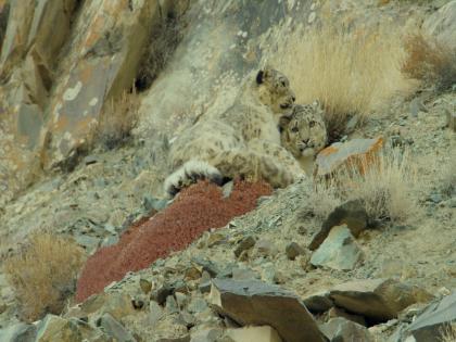 Rancho in Ladakh! | लडाखमधील रॅन्चो!