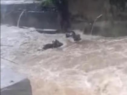 Rain Updates: Heavy rains in Virar, 3 buffaloes washed away in flood waters, 2 rescued | Rain Updates: विरारमध्ये मुसळधार पाऊस, पुराच्या पाण्यात वाहून गेल्या ३ म्हशी, दोघींना वाचवण्यात यश