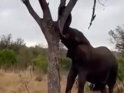 The elephant got angry, cut two pieces of tree in a few seconds | Video: हत्तीला अचानक आला राग, एका झटक्यात केले झाडाचे दोन तुकडे