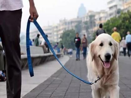 Over 26 thousand Mumbaikars have dog licenses; What is the process? | २६ हजारांहून अधिक मुंबईकरांकडे कुत्रा पाळण्याचे परवाने; प्रक्रिया काय ?