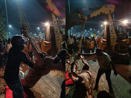 A horse that fell into a 10-feet deep canal in Thane was rescued after tireless efforts | ठाण्यात १० फूट खोल नाल्यात पडलेल्या घोड्याची अथक प्रयत्नानंतर सुटका