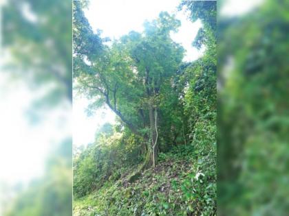 Sandalwood tree are more expensive than gold in Ratnagiri; forest department guards for security | हिरे, सोन्यापेक्षा महागडं रत्नागिरीतलं 'हे'  झाड; वनविभागाचा रात्रंदिवस खडा पहारा