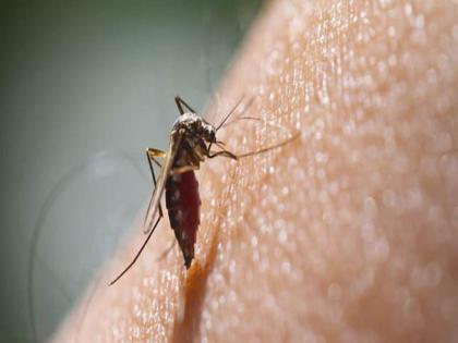 During the rainy season, the municipality will chase mosquitoes; Conducting special meetings | पावसाळ्यात महापालिका लागणार डासांच्या मागे; विशेष बैठकीचे आयोजन