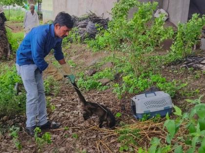 cat found in Mardi | मार्डीत आढळले अत्यावस्थेतील उदमांजर