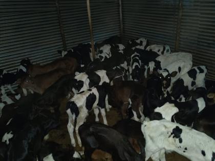 life saving of 205 animals going for slaughter in solapur | कत्तलीसाठी जाणाऱ्या २०५ जनावरांना जीवदान