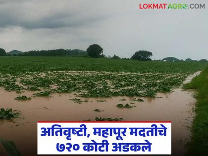 7.5 lakh heavy rain and flood affected farmers still stuck with Rs 720 crore; When will the distribution start? | साडेसात लाख अतिवृष्टी व पूरग्रस्त शेतकऱ्यांचे ७२० कोटी अद्यापही अडकले; कधी सुरु होणार वाटप? 7.5 lakh heavy rain and flood affected farmers still stuck with Rs 720 crore; When will the distribution start? | साडेसात लाख अतिवृष्टी व पूरग्रस्त शेतकऱ्यांचे ७२० कोटी अद्यापही अडकले; कधी सुरु होणार वाटप?