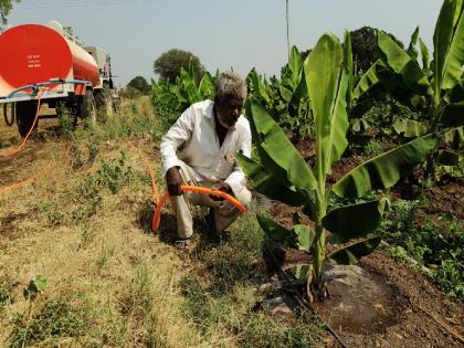 A farmer's struggle to save his banana plot by buying a water tanker | पाण्याचा टँकर विकत घेऊन केळीचा प्लॉट जगविण्यासाठी शेतकऱ्याची धडपड