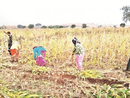 sorghum harvesting speeded up in dry heat wages increased 600 rupees per day to workers | रखरखत्या उन्हात ज्वारी काढणीला वेग, मजुरी वाढली... गड्याला दिवसा ६०० रुपये