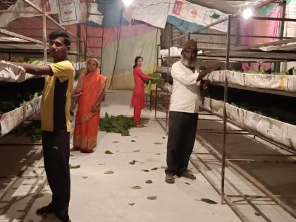 daily wage family ventured into sericulture and now earning a profit of six lakhs a year | रोजंदारीवर जाणारे कुटुंब रेशीम शेतीत उतरले, आता मिळवितात वर्षाला सहा लाखांचा नफा