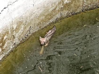 life to a fox that fell into a well out of the water after two hours | विहिरीत पडलेल्या कोल्ह्याला जिवदान; तब्बल दोन तासानंतर पाण्यातून काढले बाहेर!