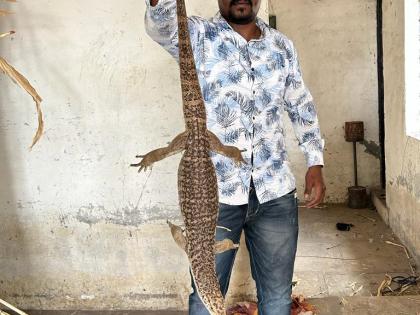 four and a half foot ghorpad got stuck in the net of a tree | झाडाच्या जाळीत अडकली साडेचार फूटी घोरपड