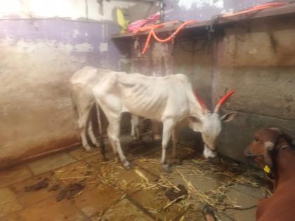 Rescue of 32 animals kept in slaughter house | कत्तलखान्यात डांबून ठेवण्यात आलेल्या ३२ जनावरांची सुटका