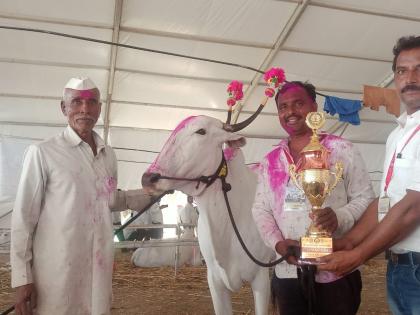 three animals from solapur champion in national exhibition | राष्ट्रीय प्रदर्शनात सोलापूरची तीन जनावरे चॅम्पियन