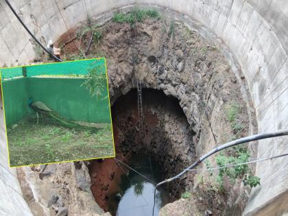 rescued a peacock from a 50 feet deep well Wildlife Lovers, Forest Department Performance!  | ५० फूट खोल विहिरीत पडलेल्या मोरास वाचवले; वन्यजीव प्रेमी, वनविभागाची कामगिरी! 