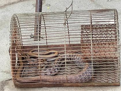 rat in the cage ate the snake also got stuck in it | पिंजऱ्यातील उंदीर खाल्ला, त्यात सापही अडकला