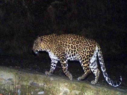 Leopard sightings in Thane; Panic in Bhimnagar area | ठाण्यात बिबट्याचे दर्शन; भीमनगर परिसरात घबराट