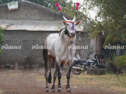 The attraction of the Krishna Agricultural Festival will be the tallest Sonya bull in the country | Satara: देशातील सर्वांत उंच ‘सोन्या’ बैल ठरणार कृष्णा कृषी महोत्सवाचे आकर्षण