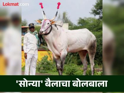 Fantastic! Age only four and a half years, weight 1200 kg and 'Sonya' bull earned 30 lakhs | शानदार! वय अवघे साडेचार वर्षे, वजन १२०० किलो अन् 'सोन्या' बैलाने ३० लाख कमावले