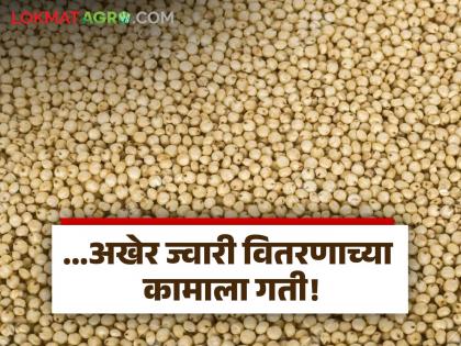 latest news Jowar Kharedi: Farmers' jowar is being lifted in three districts through the coarse grain scheme! Read in detail | Jowar Kharedi : भरड धान्य योजनेतून शेतकऱ्यांच्या ज्वारीची या तीन जिल्ह्यांत उचल! वाचा सविस्तर latest news Jowar Kharedi: Farmers' jowar is being lifted in three districts through the coarse grain scheme! Read in detail | Jowar Kharedi : भरड धान्य योजनेतून शेतकऱ्यांच्या ज्वारीची या तीन जिल्ह्यांत उचल! वाचा सविस्तर