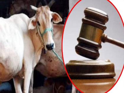 Declare cow national animal, make its protection a fundamental right of Hindus: Allahabad HC | “जेव्हा गायीचे कल्याण होईल तेव्हा देशाचे कल्याण होईल” राष्ट्रीय प्राणी म्हणून घोषित करा – हायकोर्ट